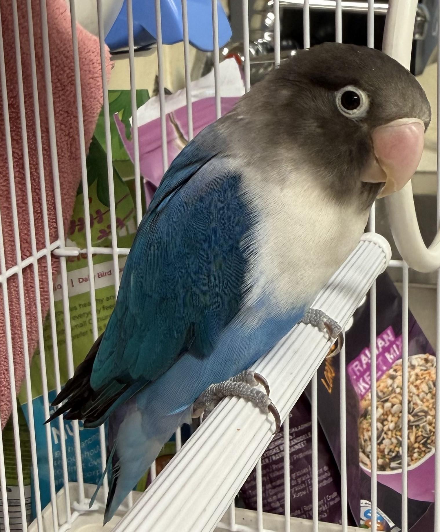 Enlarge Molly, an adopted Lovebird in Mississauga, ON image 1/1
