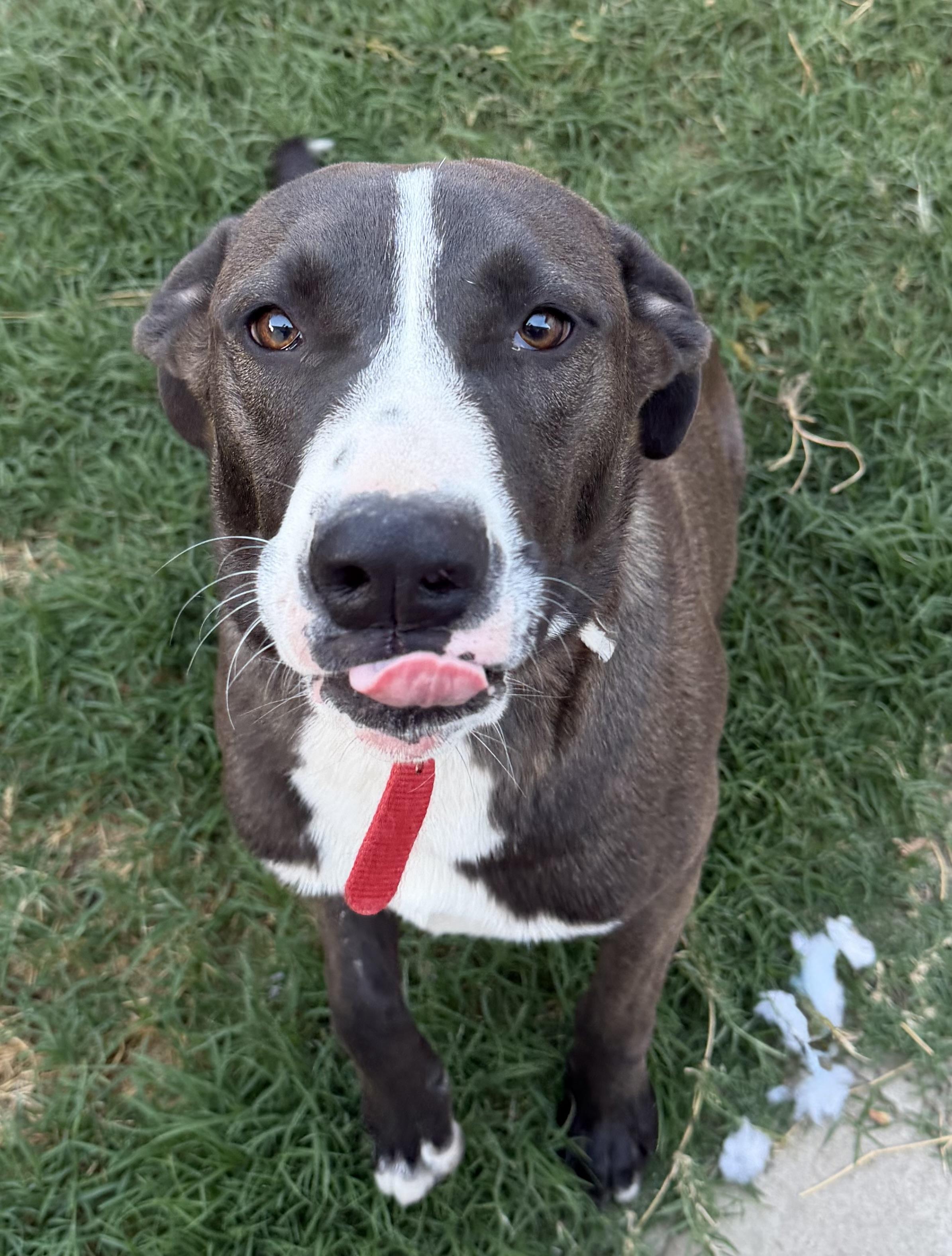 Enlarge Dale, a Adoptable mixed breed in Dublin, CA image 3/5