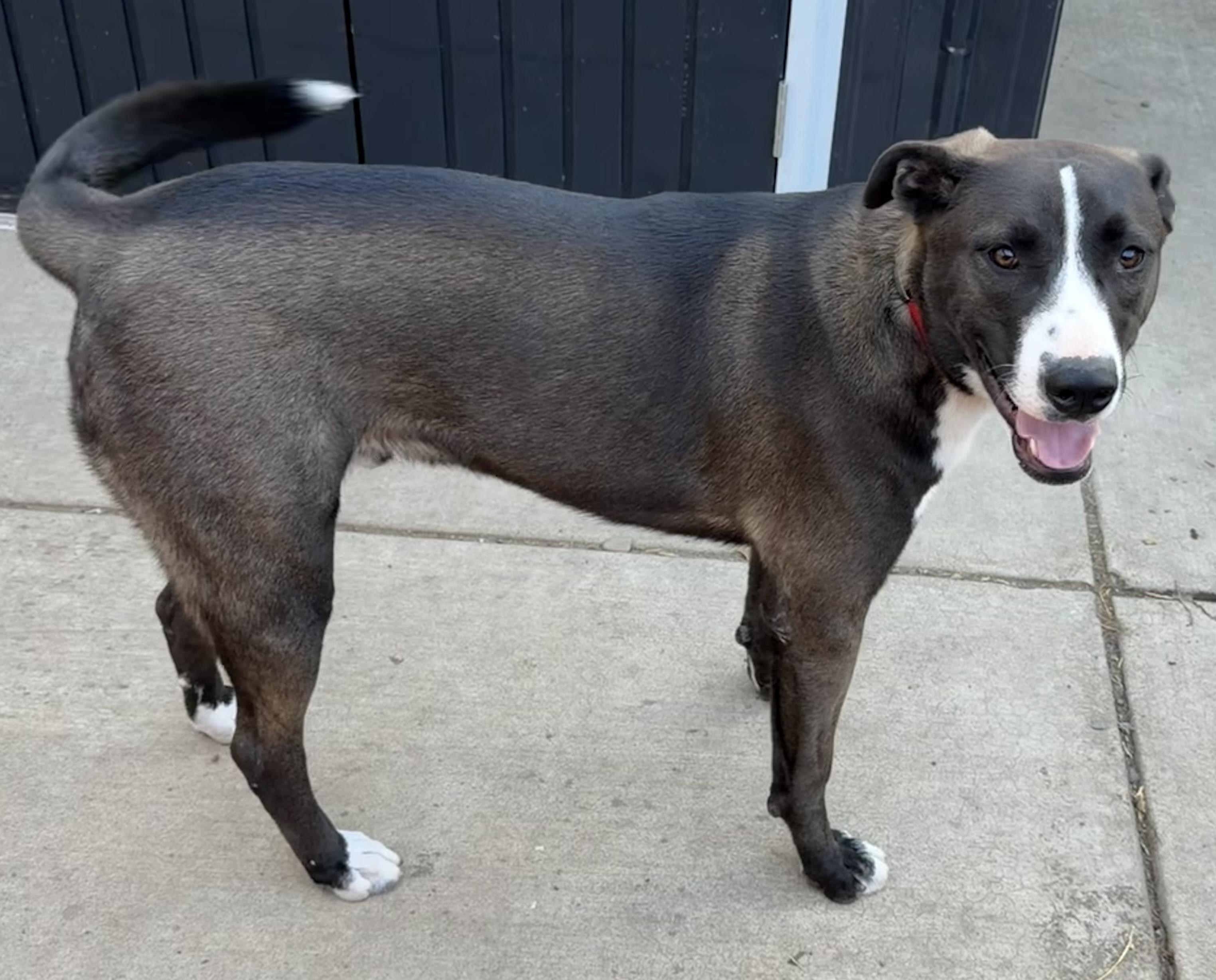 Enlarge Dale, a Adoptable mixed breed in Dublin, CA image 5/5