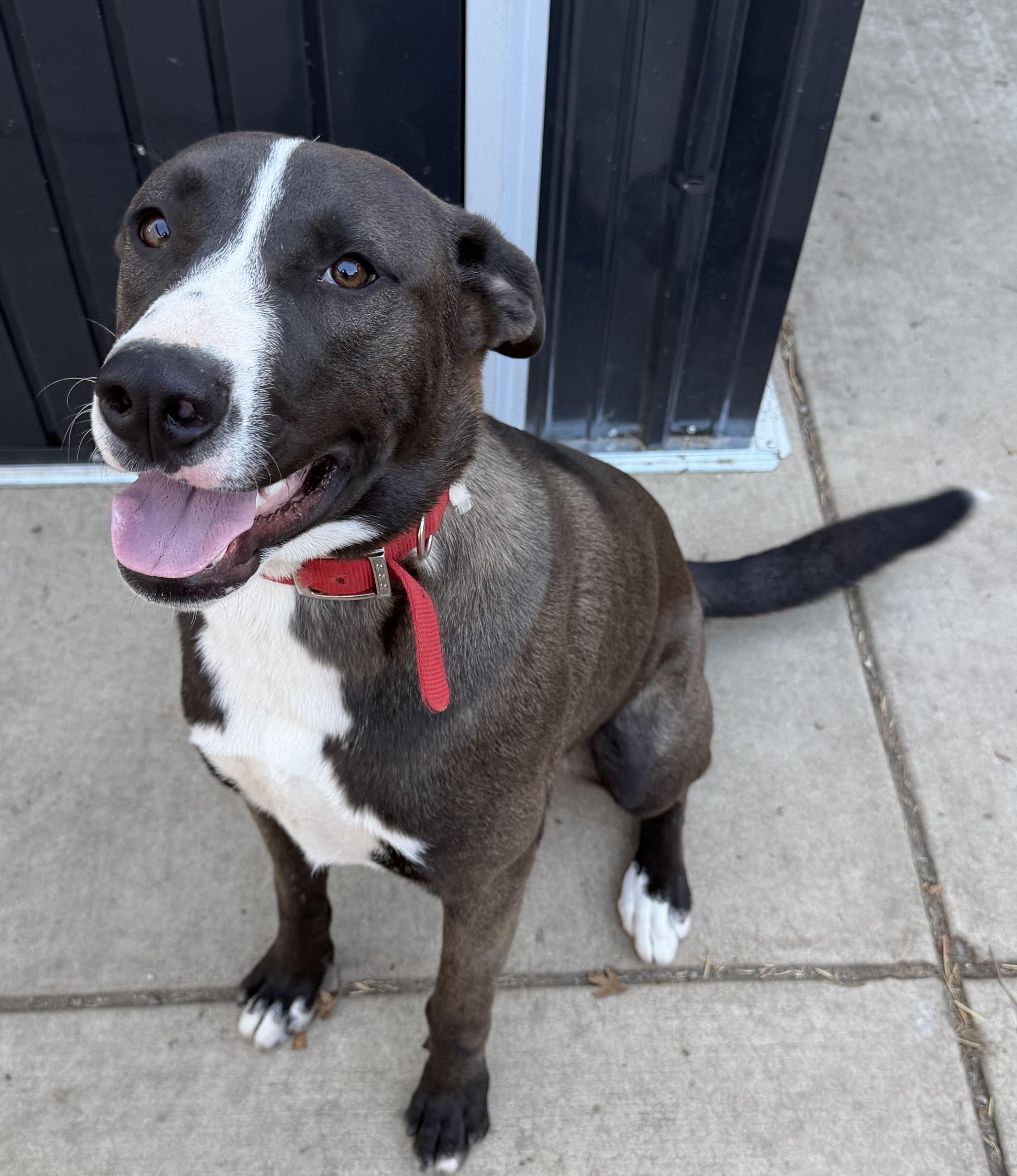 Enlarge Dale, a Adoptable mixed breed in Dublin, CA image 4/5