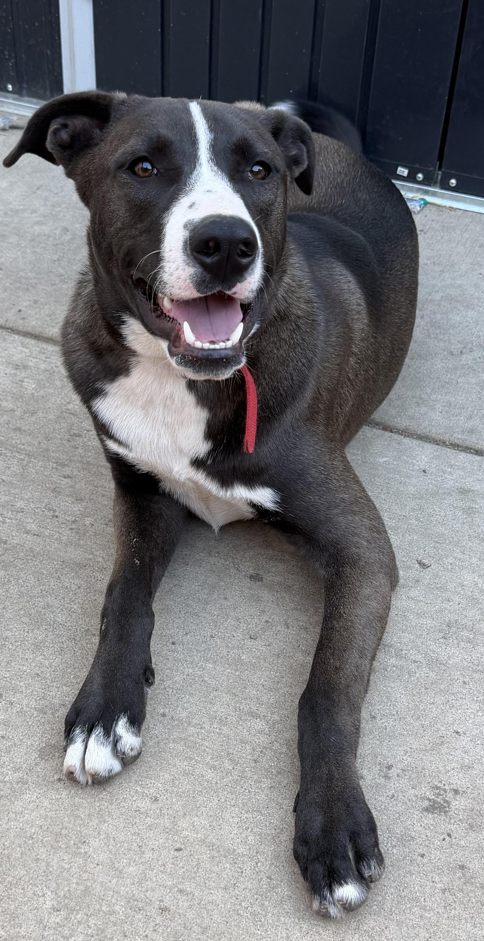 Enlarge Dale, a Adoptable mixed breed in Dublin, CA image 2/5