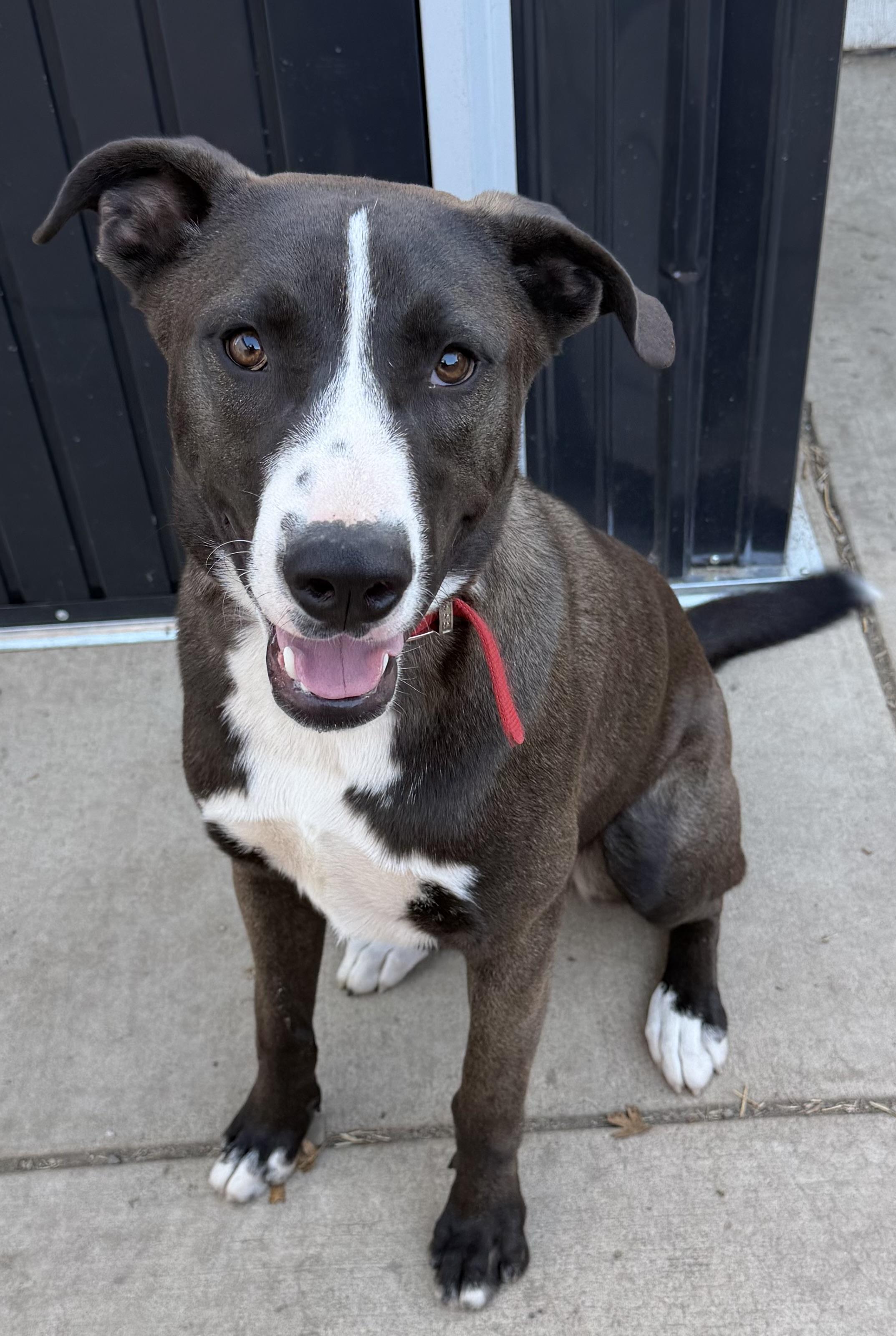 Enlarge Dale, a Adoptable mixed breed in Dublin, CA image 1/5