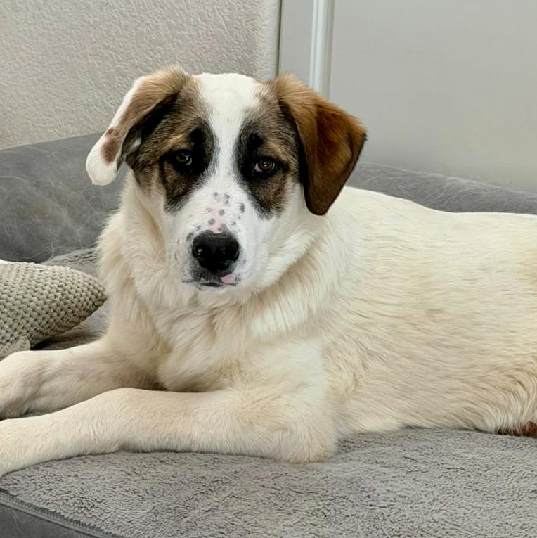 Sophie, ADOPTABLE, Puppy Female Great Pyrenees & Mixed Breed.