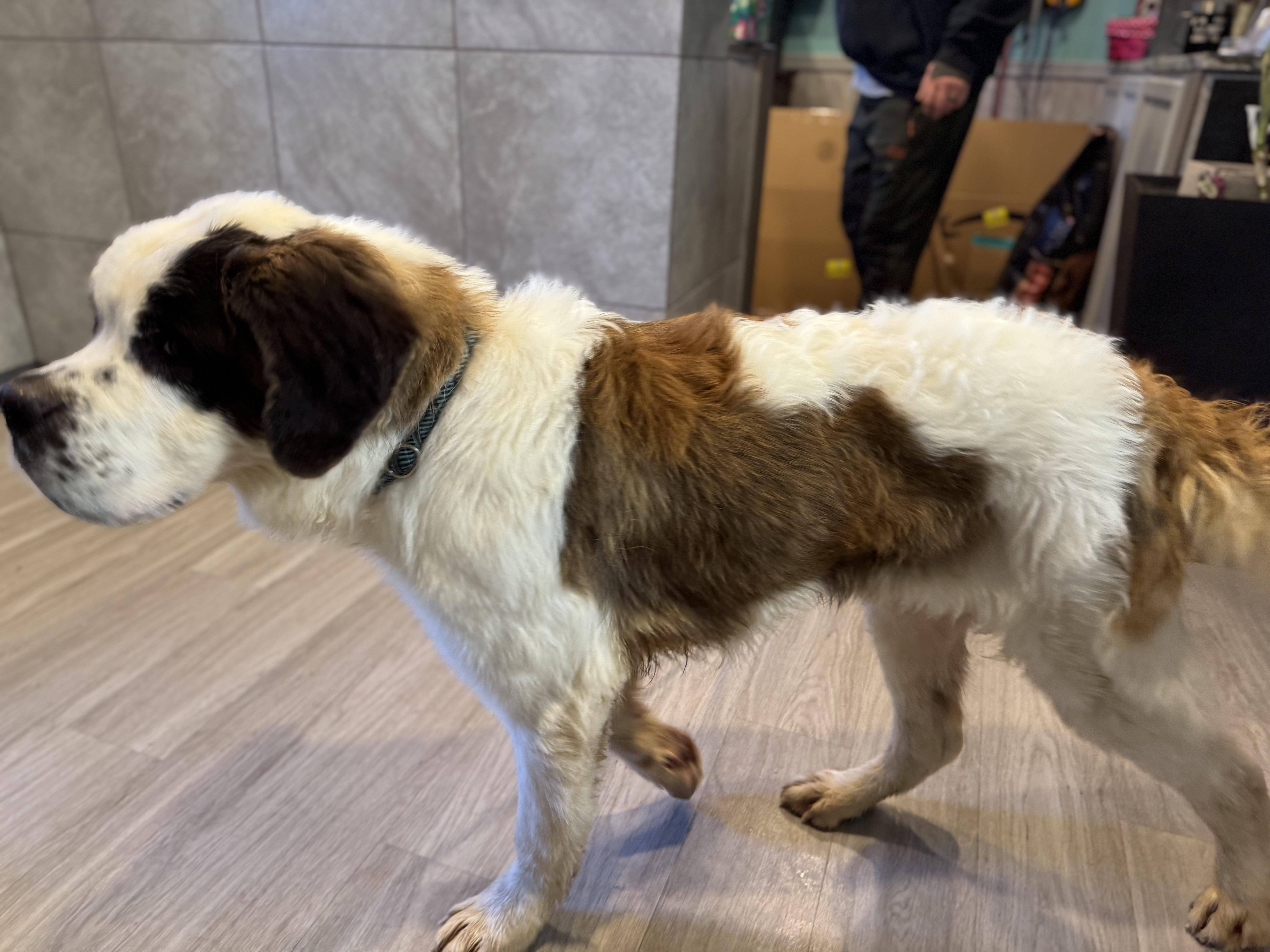 Enlarge Barney, an adopted Saint Bernard in Hummelstown, PA image 2/4