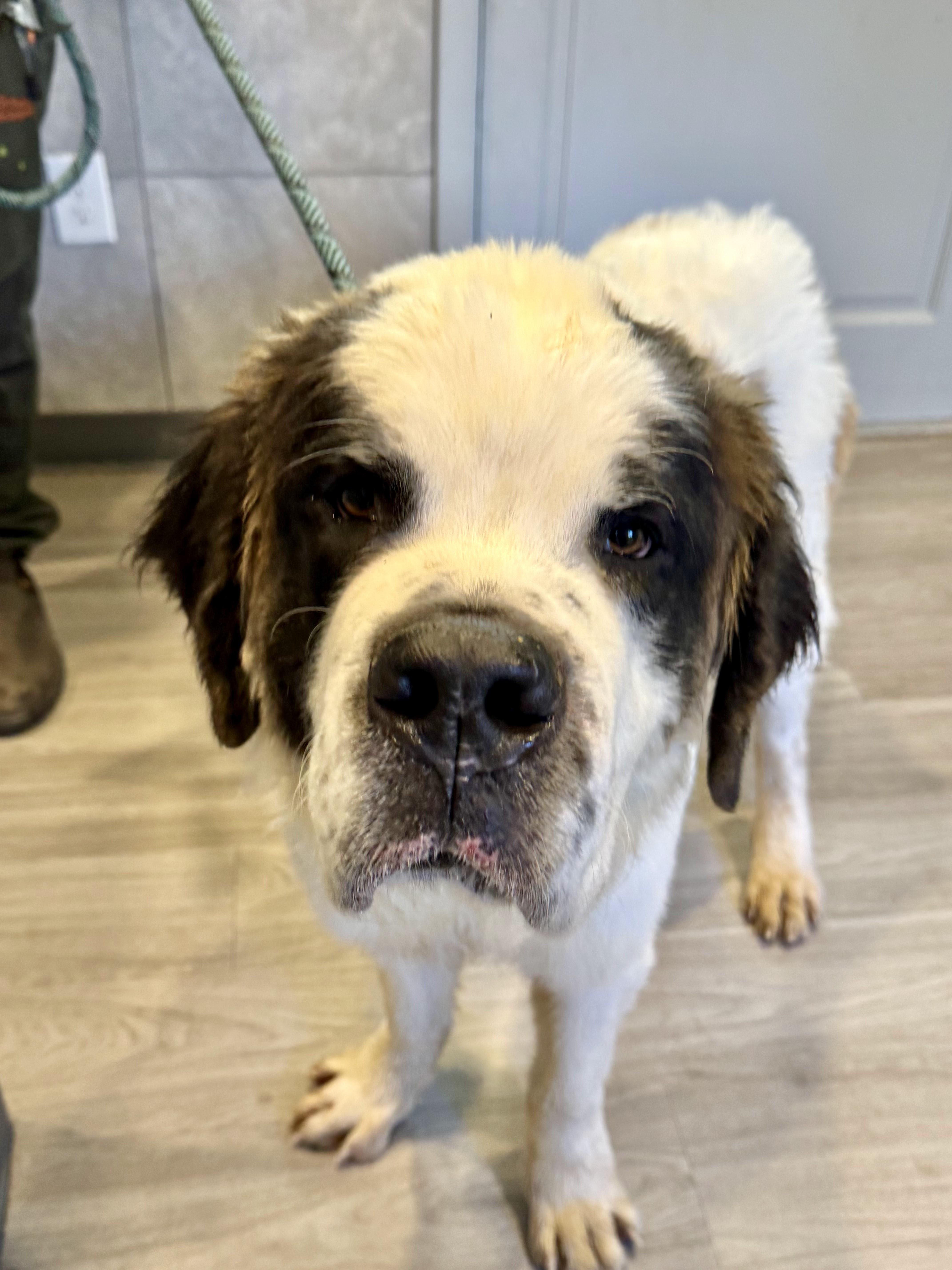 Enlarge Barney, an adopted Saint Bernard in Hummelstown, PA image 1/4