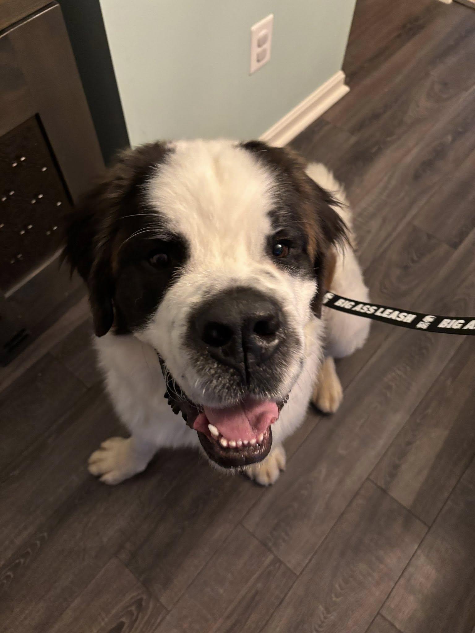 Enlarge Barney, an adopted Saint Bernard in Hummelstown, PA image 3/4