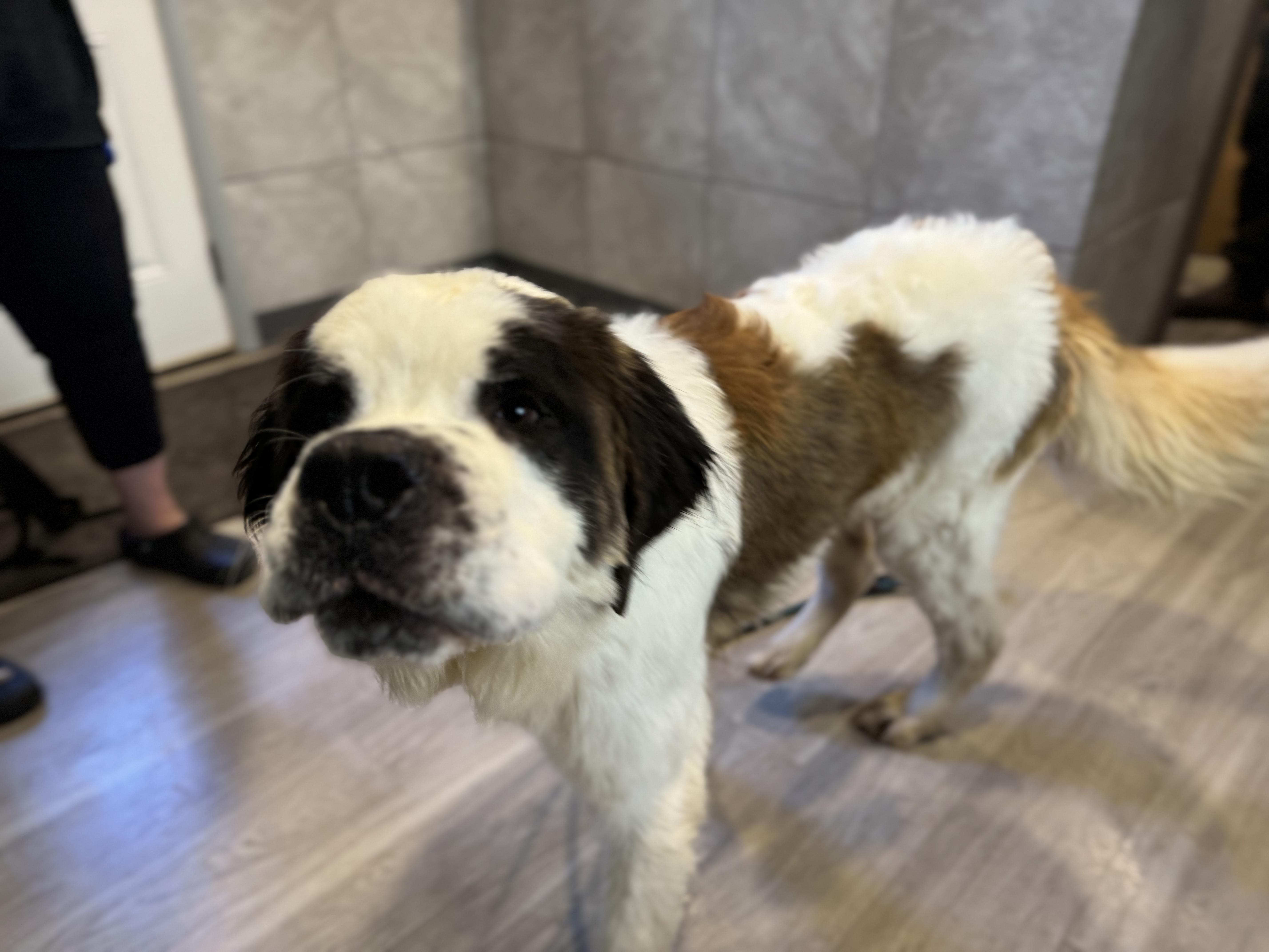 Enlarge Barney, an adopted Saint Bernard in Hummelstown, PA image 4/4