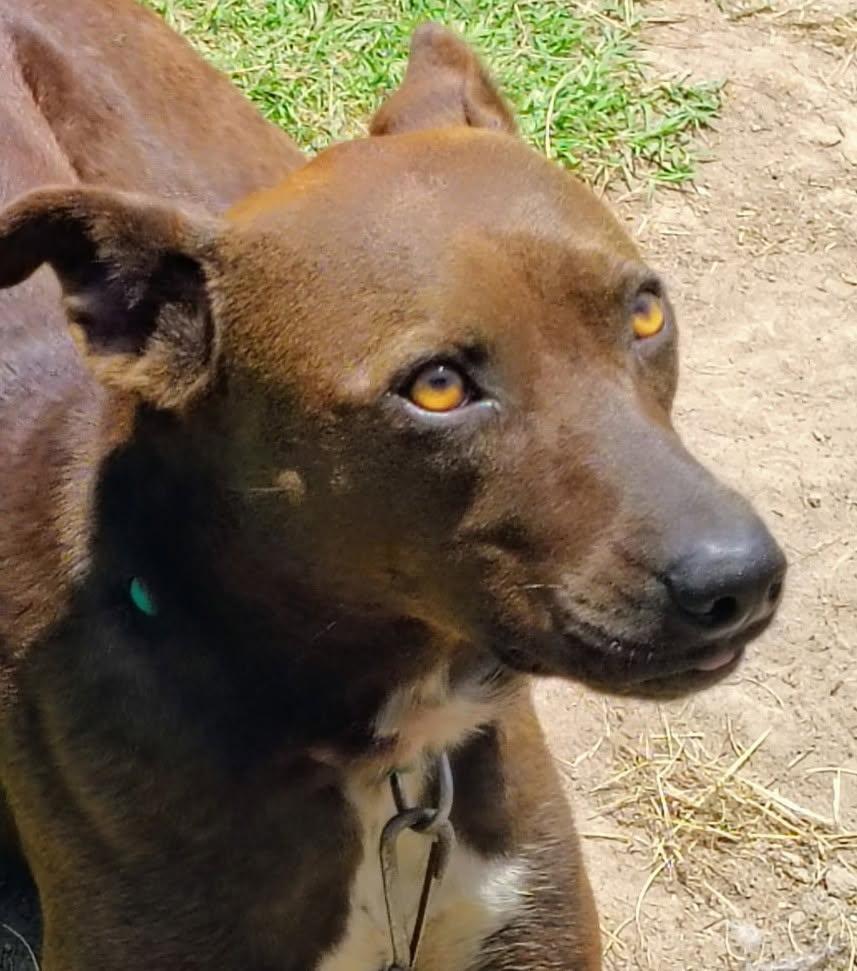 Penny, Adoptable, Young Female Belgian Shepherd / Laekenois.