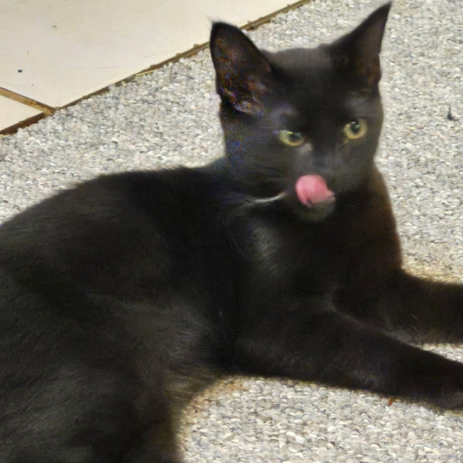 Enlarge SPARROW, a Adoptable Domestic Short Hair in Campbell River, BC image 2/6