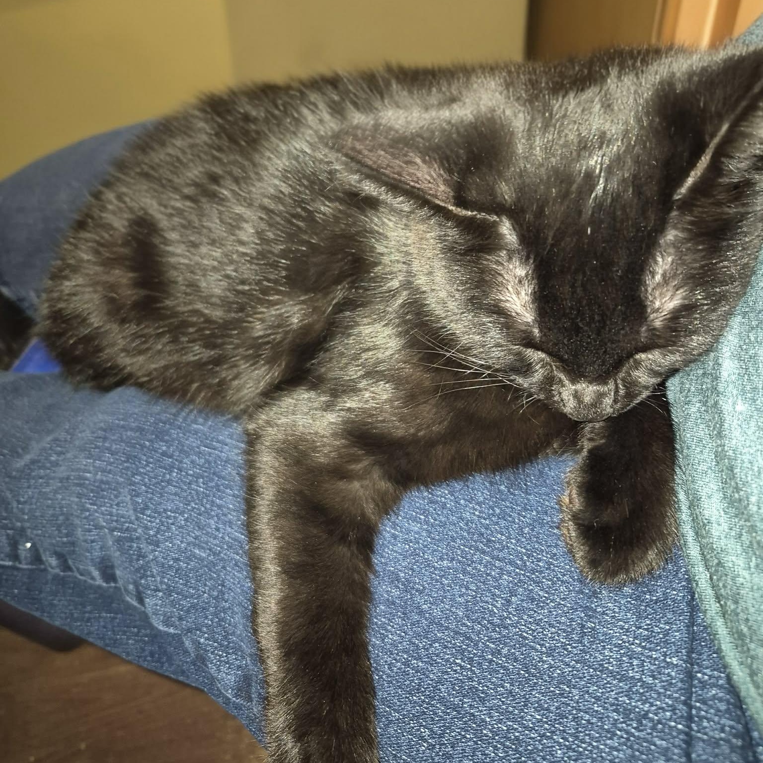 Enlarge SPARROW, a Adoptable Domestic Short Hair in Campbell River, BC image 5/6