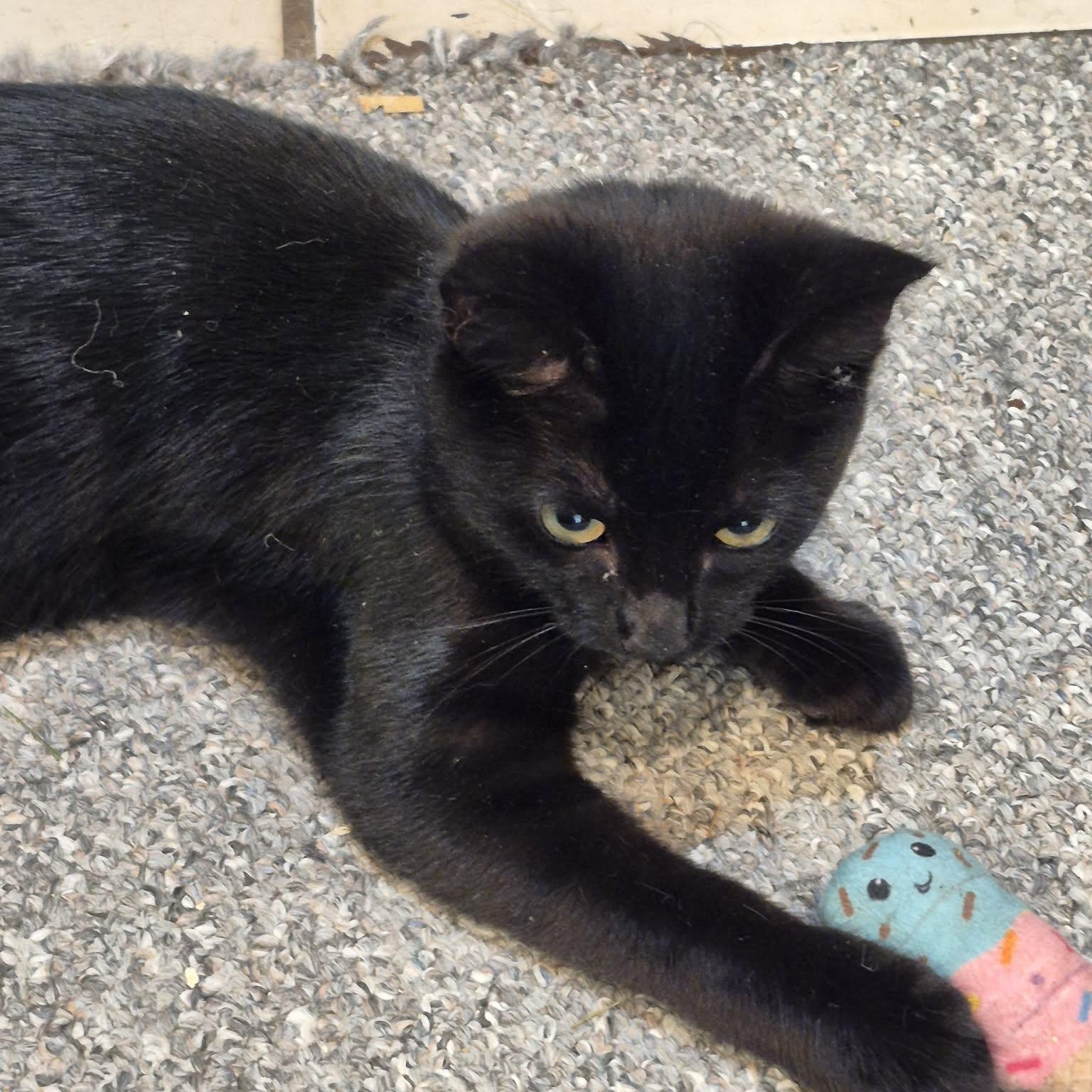 SPARROW, Adoptable, Kitten Female Domestic Short Hair.