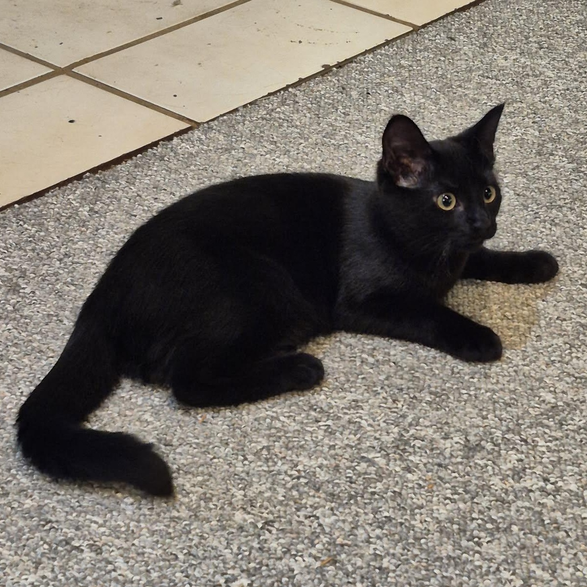 Enlarge SPARROW, a Adoptable Domestic Short Hair in Campbell River, BC image 4/6