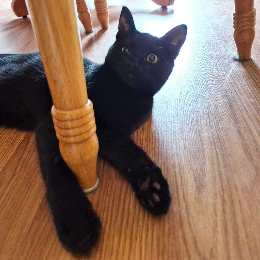 Enlarge SPARROW, a Adoptable Domestic Short Hair in Campbell River, BC image 6/6