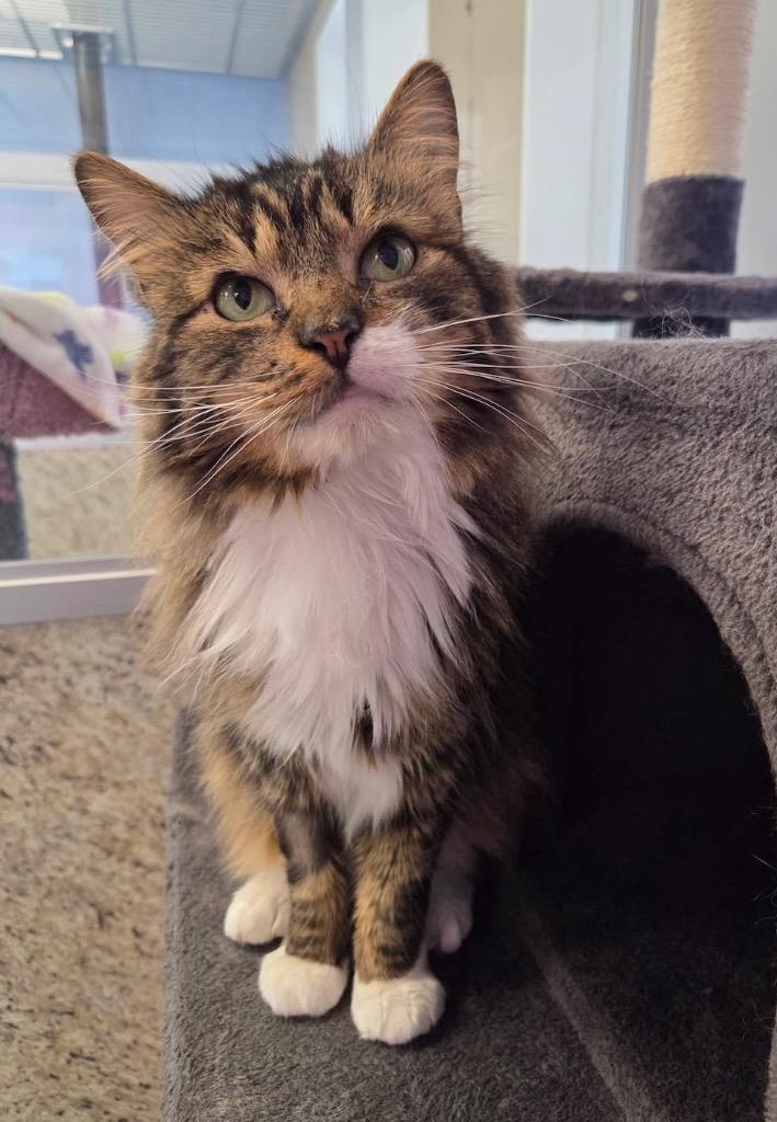 Enlarge George (Tabby), a Adoptable mixed breed in Liverpool, NY image 2/5