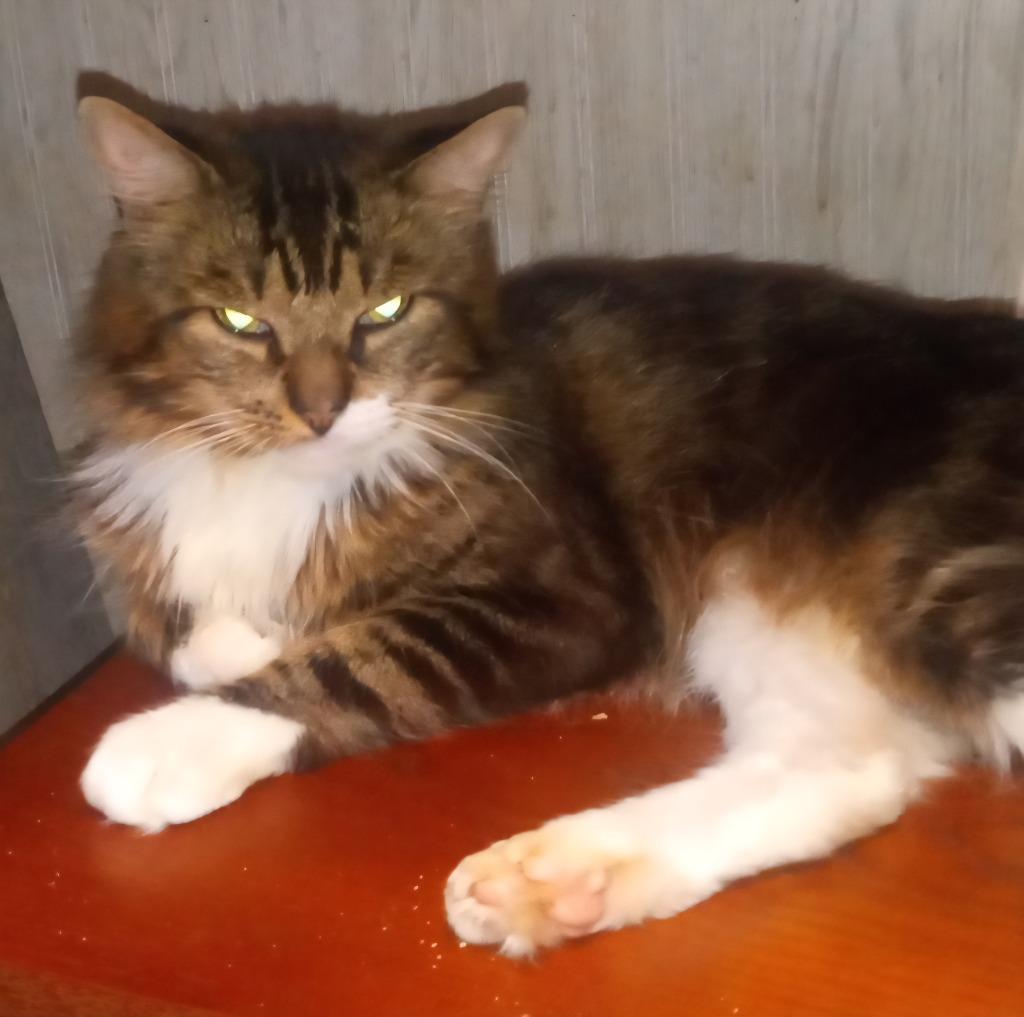 George, Adoptable, Adult Male Domestic Medium Hair.