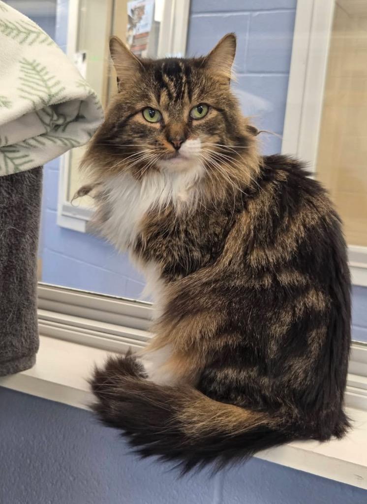 Enlarge George (Tabby), a Adoptable mixed breed in Liverpool, NY image 2/4