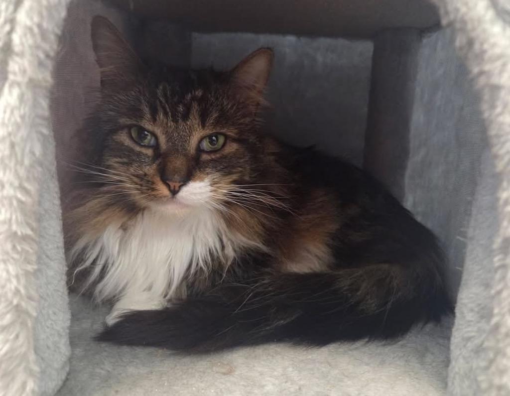 Enlarge George (Tabby), a Adoptable mixed breed in Liverpool, NY image 4/4