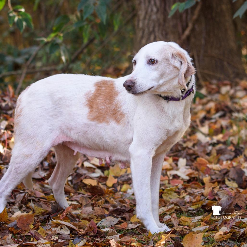 Kiri, Adoptable, Senior Female Hound.