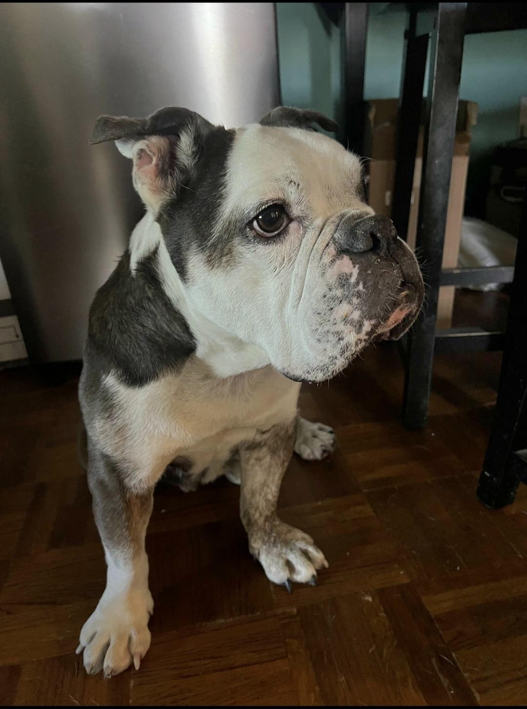 Enlarge Clementine is very loving, a Adoptable mixed breed in Redondo Beach, CA image 2/6