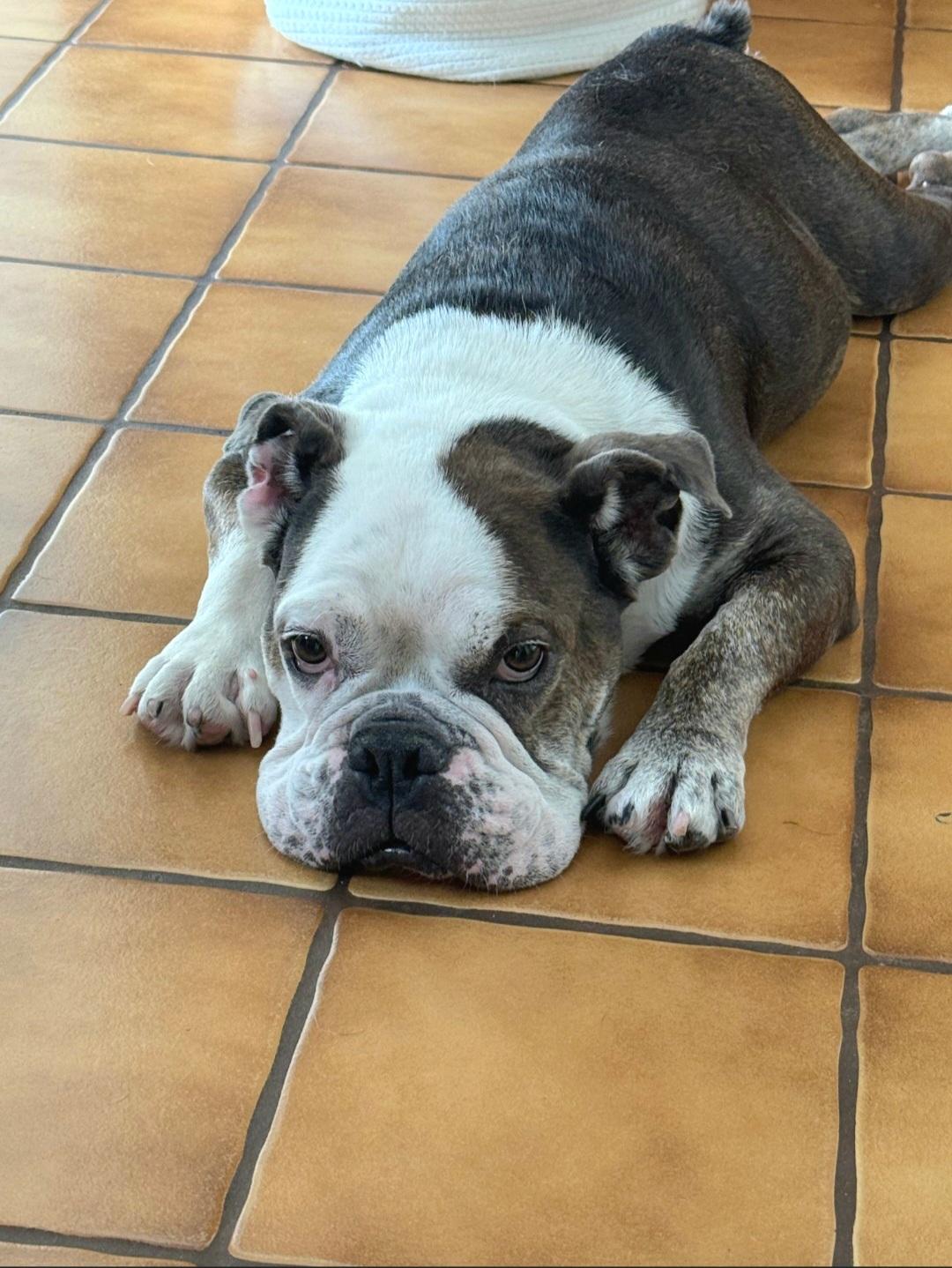 Enlarge Clementine is very loving, a Adoptable mixed breed in Redondo Beach, CA image 5/6
