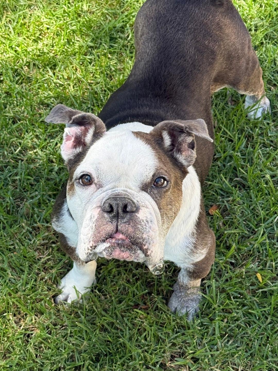 Enlarge Clementine is very loving, a Adoptable mixed breed in Redondo Beach, CA image 1/6