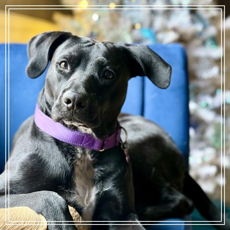 Enlarge Delta, a Adoptable mixed breed image 1/1