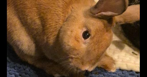 Woody (Bonded to Orchid), Adoptable, Adult Male Bunny Rabbit.