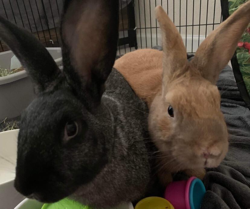 Woody (Bonded to Orchid), a Adoptable Bunny Rabbit in Longwood, FL image 2/6