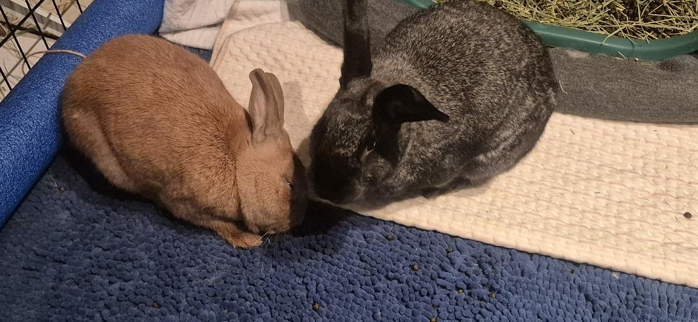Woody (Bonded to Orchid), a Adoptable Bunny Rabbit in Longwood, FL image 3/6