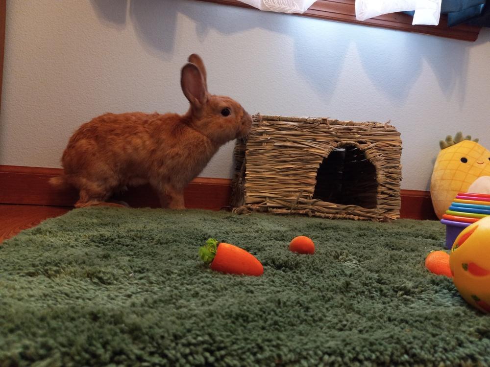 Woody (Bonded to Orchid), a Adoptable Bunny Rabbit in Longwood, FL image 4/6