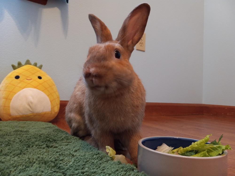 Woody (Bonded to Orchid), a Adoptable Bunny Rabbit in Longwood, FL image 5/6