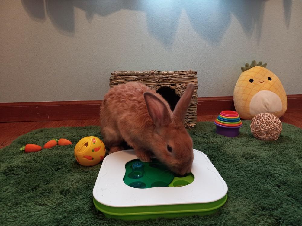 Woody (Bonded to Orchid), a Adoptable Bunny Rabbit in Longwood, FL image 6/6