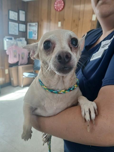 PUDDIN, Adoptable, Adult Female Chihuahua.