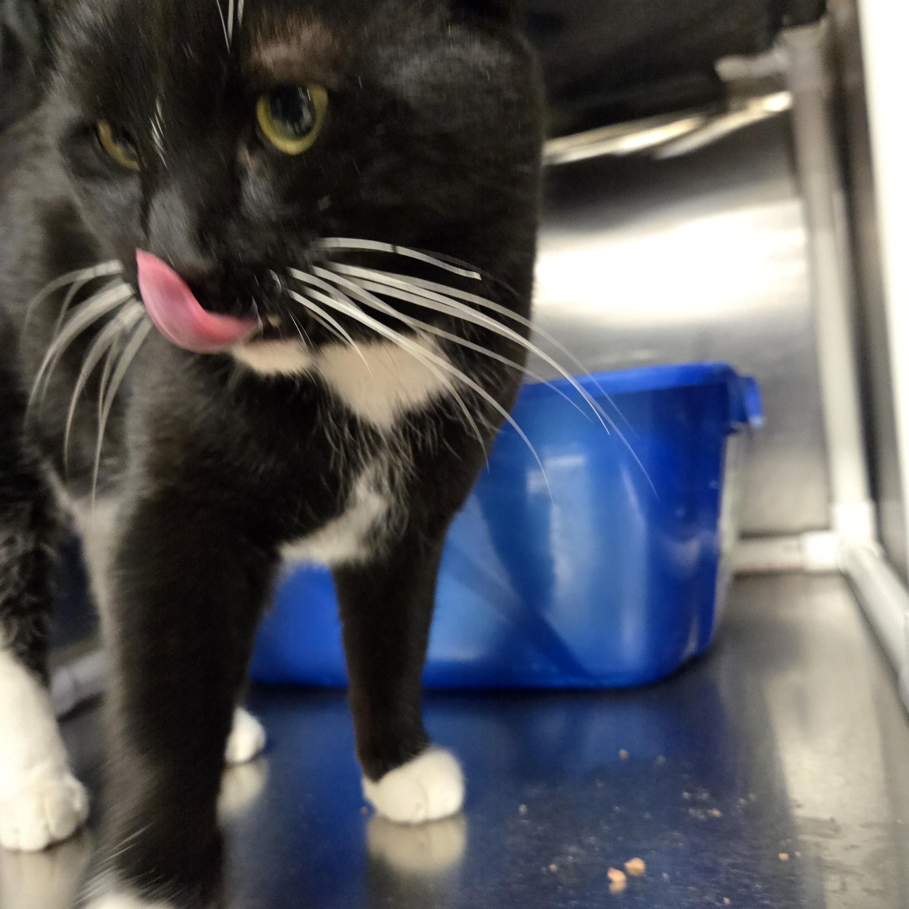 Mr. Whiskers, Adopted, Adult Male Domestic Short Hair.