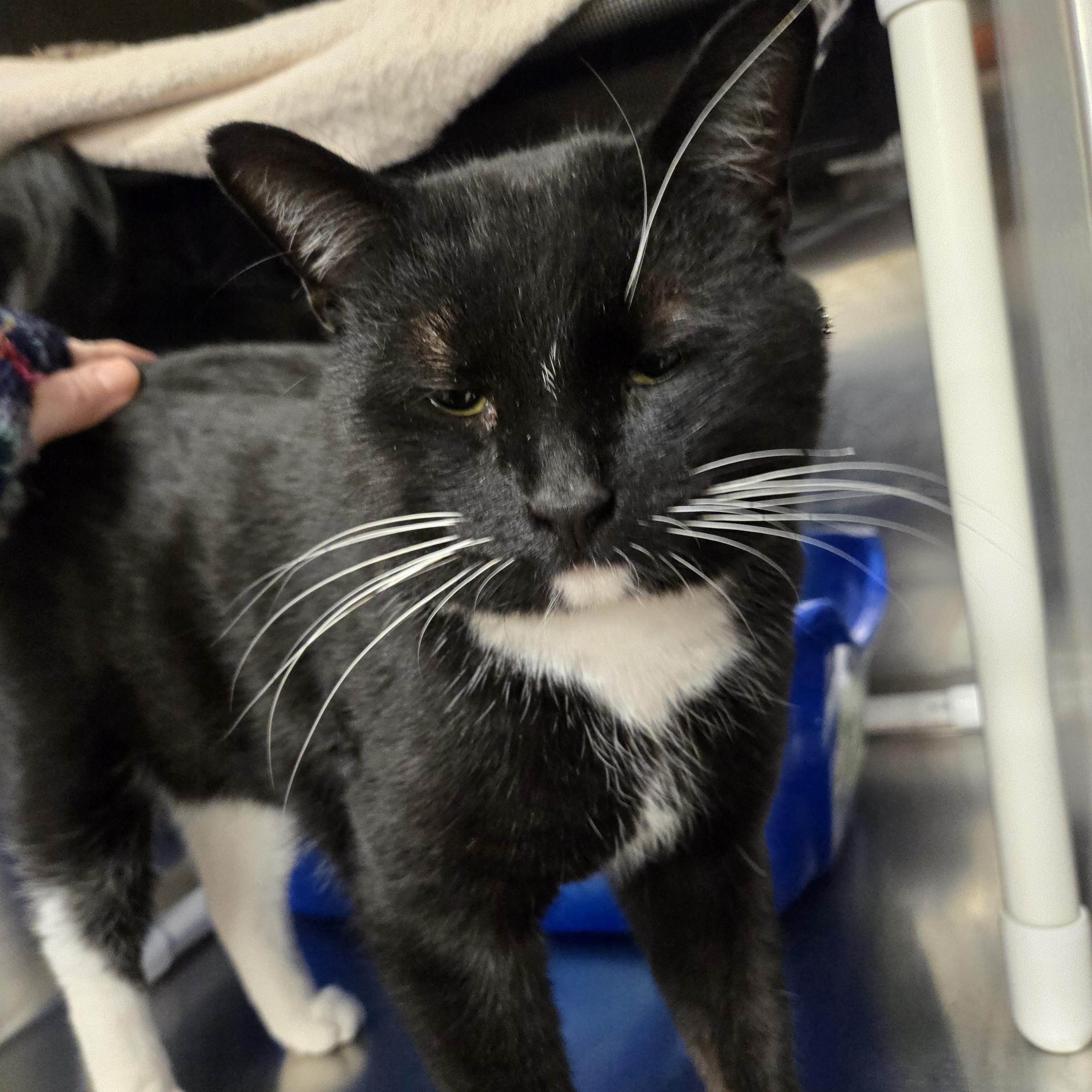 Enlarge Mr. Whiskers, a Adopted Domestic Short Hair in Royal Oak, MI image 3/4