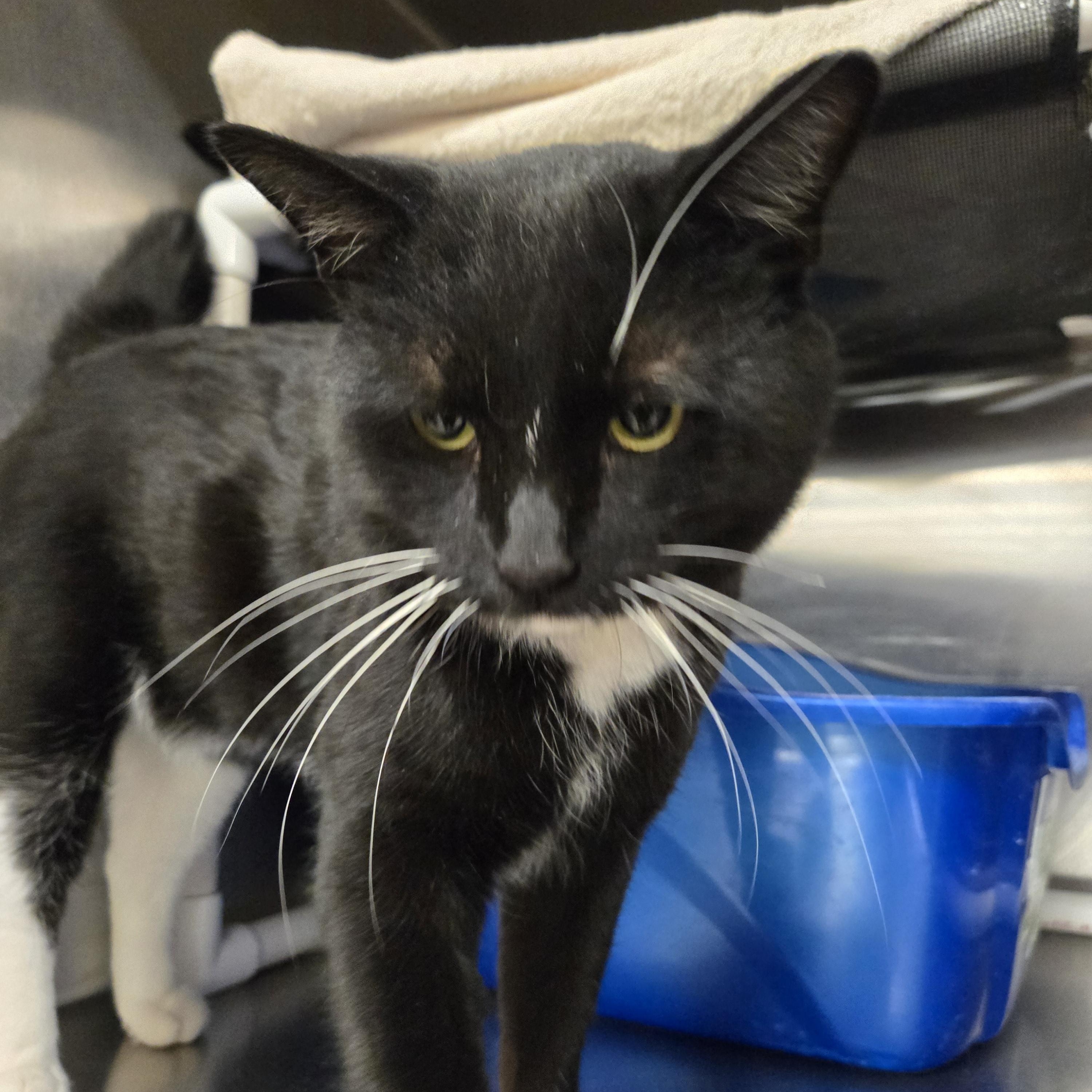 Enlarge Mr. Whiskers, a Adopted Domestic Short Hair in Royal Oak, MI image 2/4