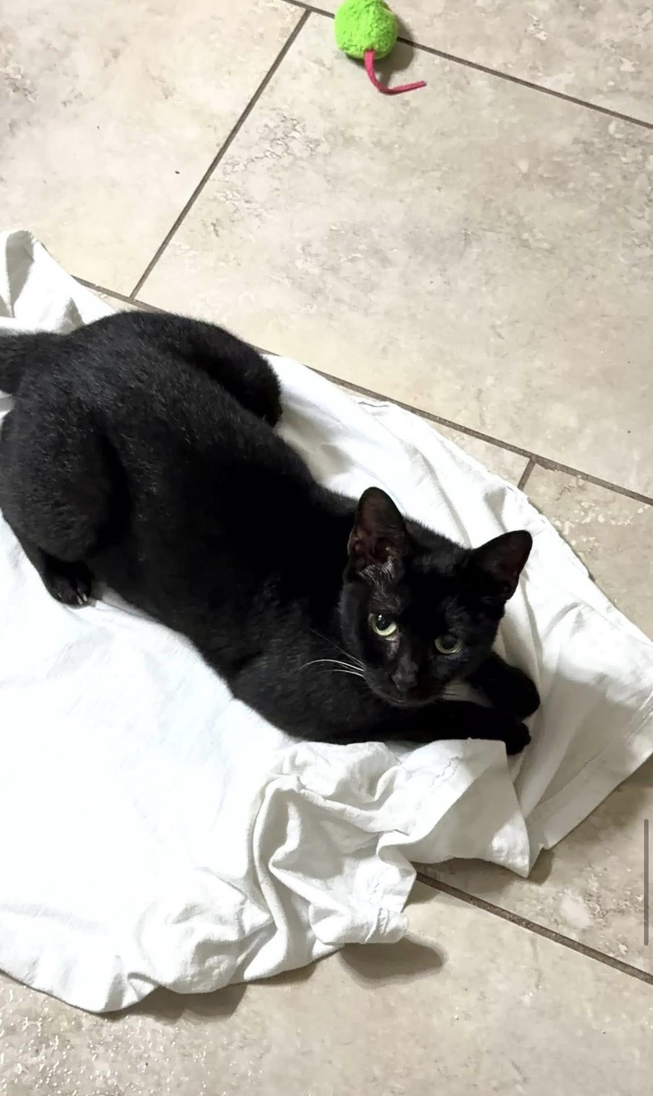 Enlarge Tilty Poo, a Adoptable Domestic Short Hair in Windham, NH image 4/6