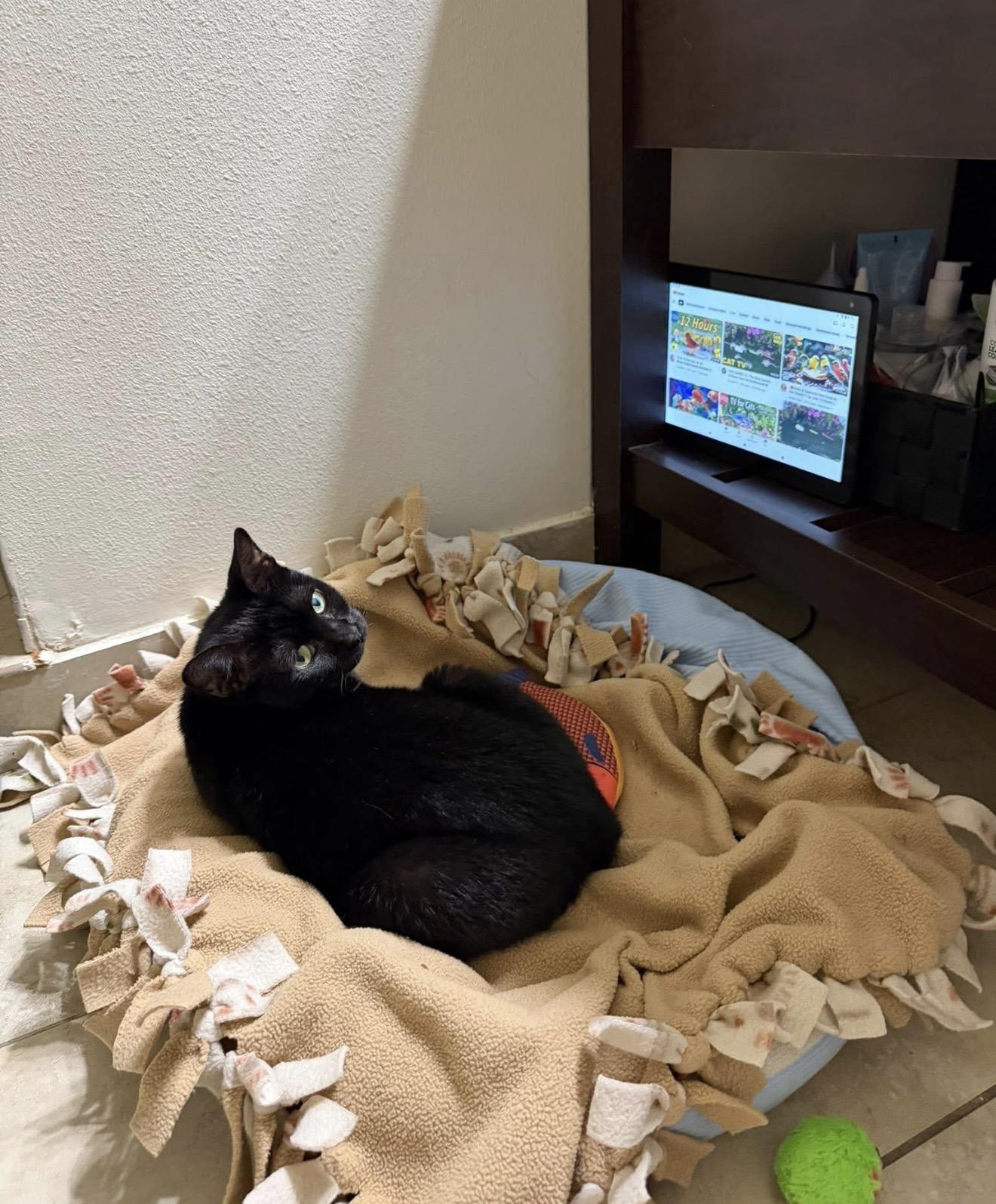 Enlarge Tilty Poo, a Adoptable Domestic Short Hair in Windham, NH image 5/6