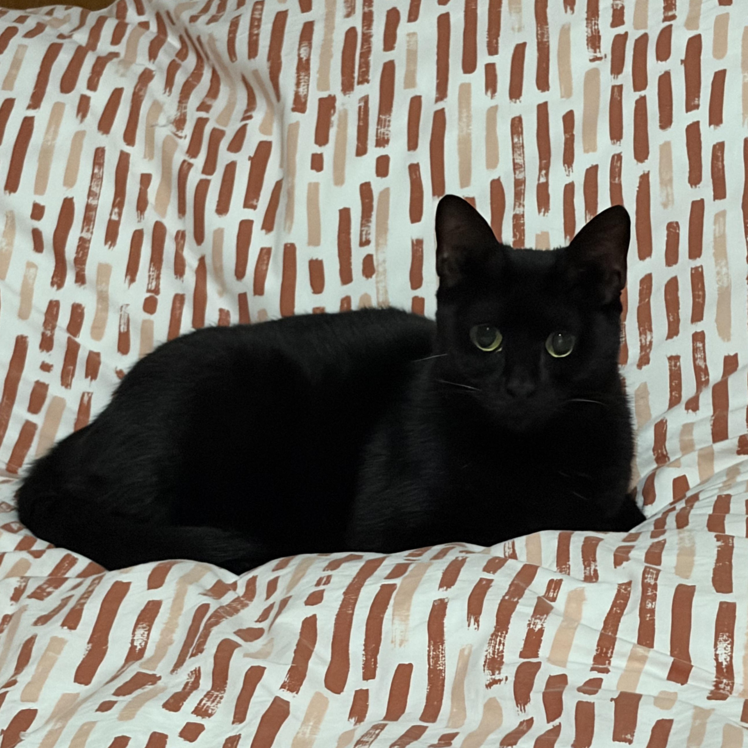 Tilty Poo, Adoptable, Young Female Domestic Short Hair.