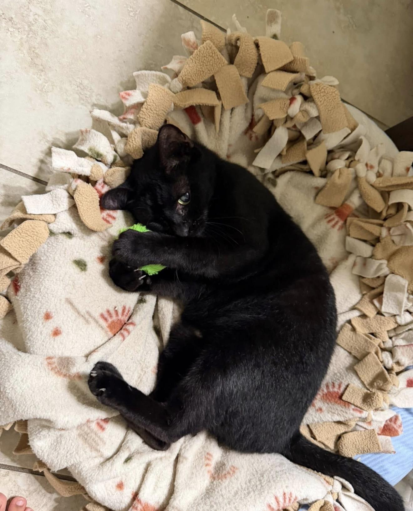 Enlarge Tilty Poo, a Adoptable Domestic Short Hair in Windham, NH image 2/6