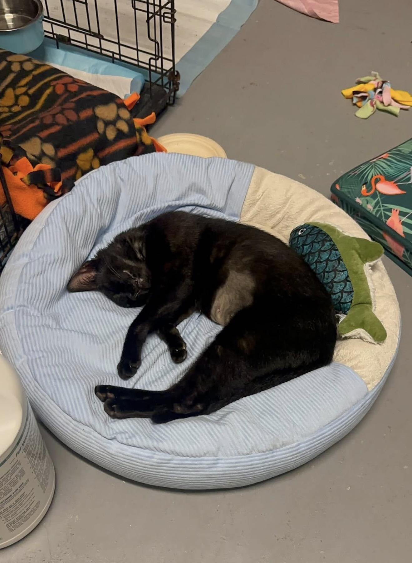 Enlarge Tilty Poo, a Adoptable Domestic Short Hair in Windham, NH image 6/6