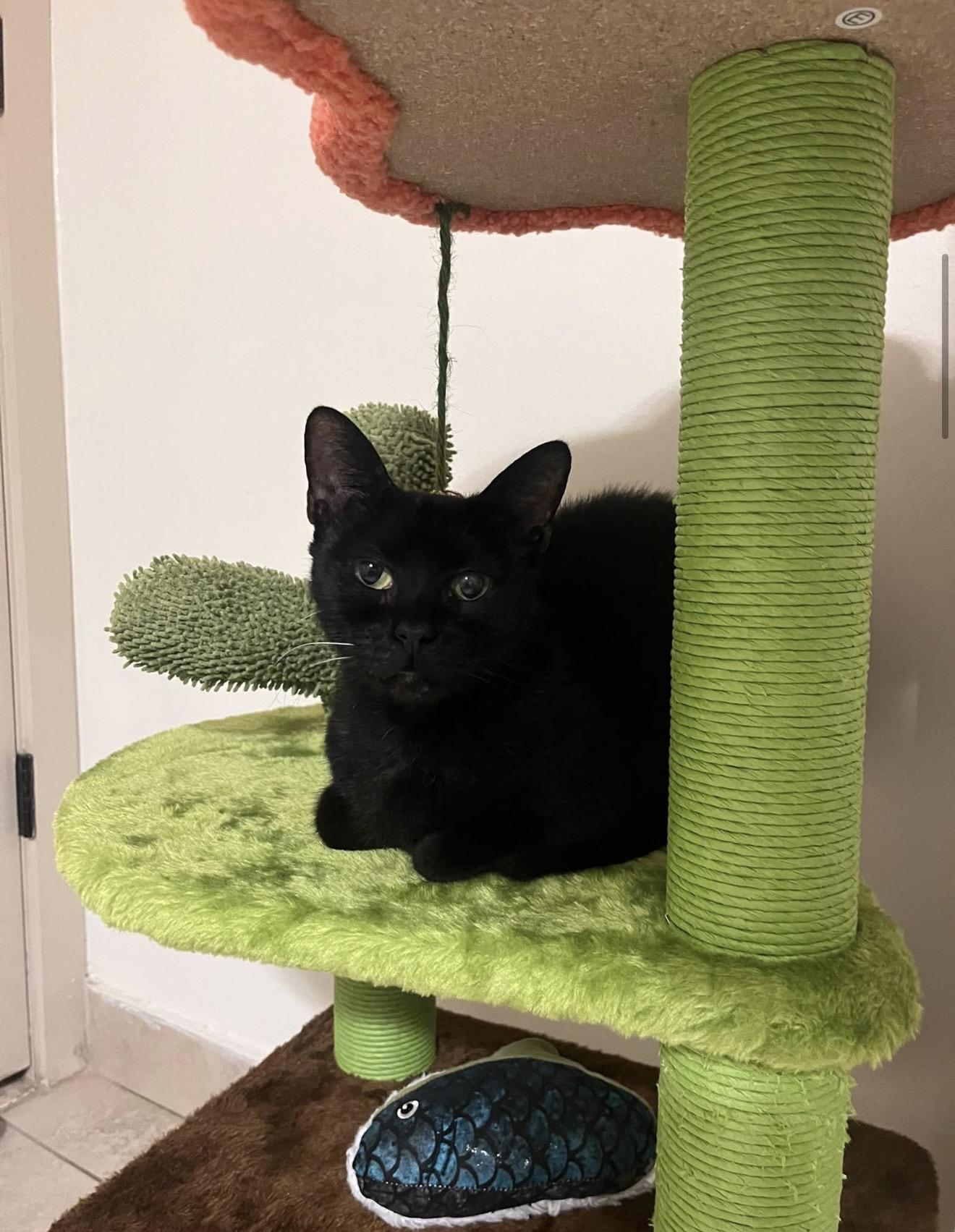 Enlarge Tilty Poo, a Adoptable Domestic Short Hair in Windham, NH image 3/6