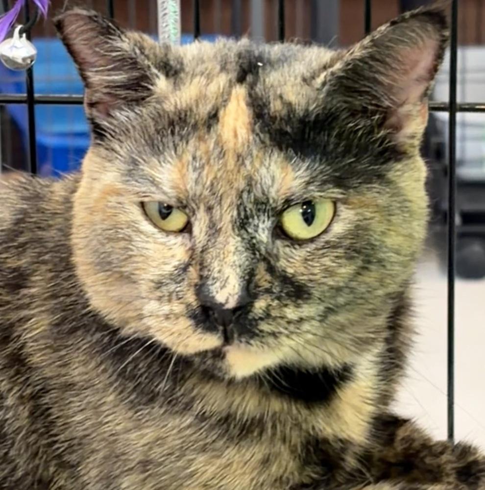 TULIP, Adoptable, Young Female Domestic Short Hair.