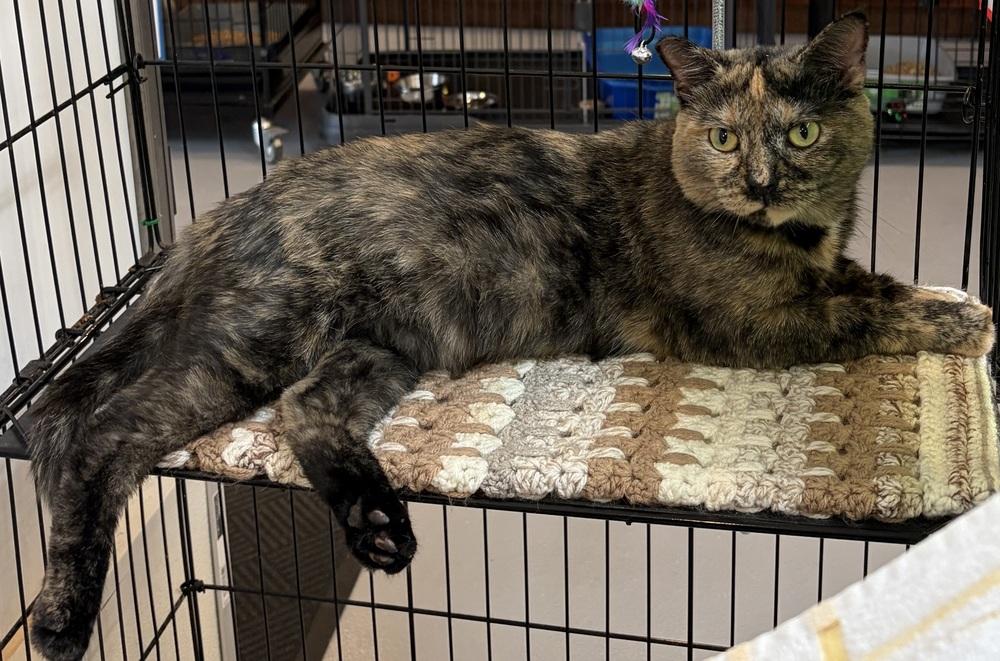 Enlarge TULIP, a Adoptable mixed breed in Southbury, CT image 2/4