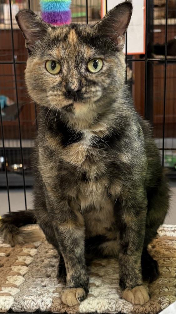 Enlarge TULIP, a Adoptable mixed breed in Southbury, CT image 3/4