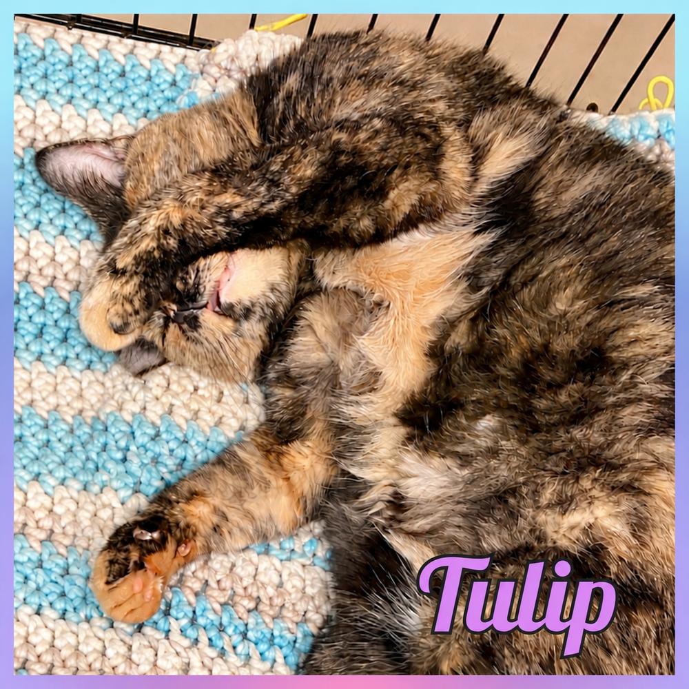 Enlarge TULIP, a Adoptable mixed breed in Southbury, CT image 4/4