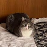 Star, Adoptable, Adult Female Domestic Medium Hair.