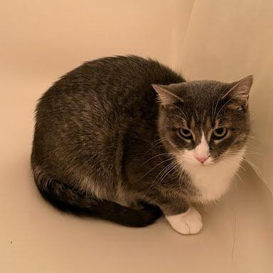 Enlarge Star, a Adoptable Domestic Medium Hair in South Elgin, IL image 2/5