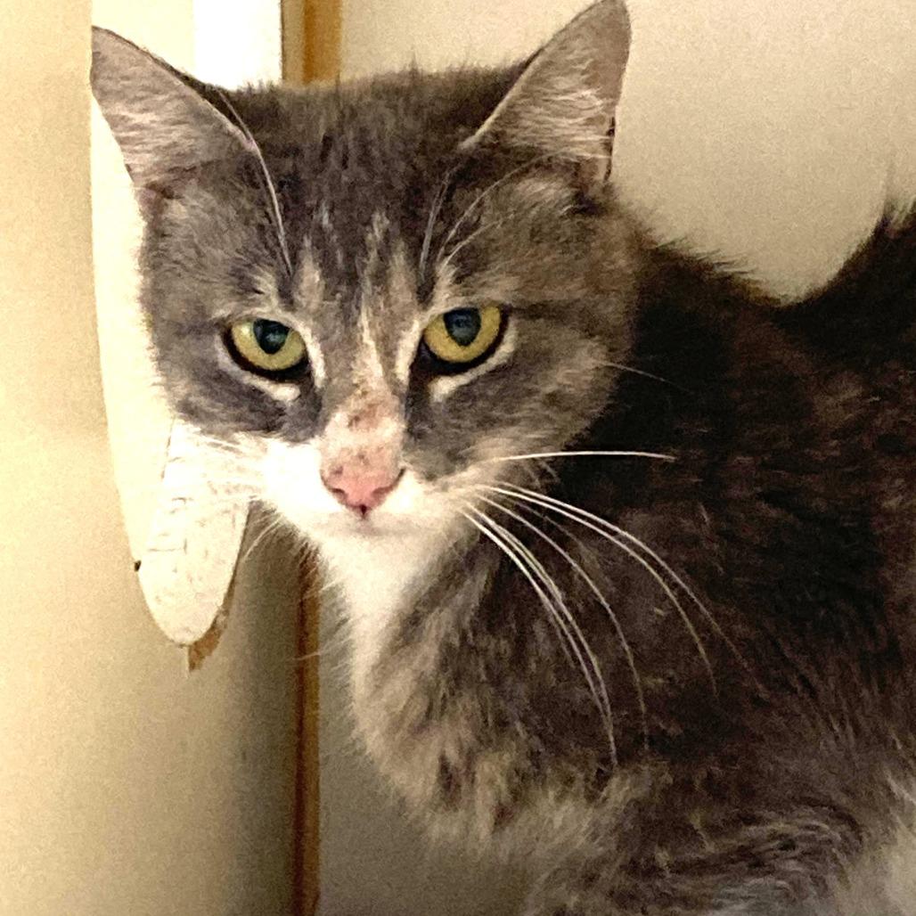 Enlarge Star, a Adoptable Domestic Medium Hair in South Elgin, IL image 3/5
