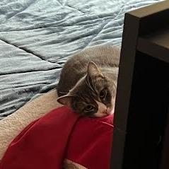 Enlarge Star, a Adoptable Domestic Medium Hair in South Elgin, IL image 4/5